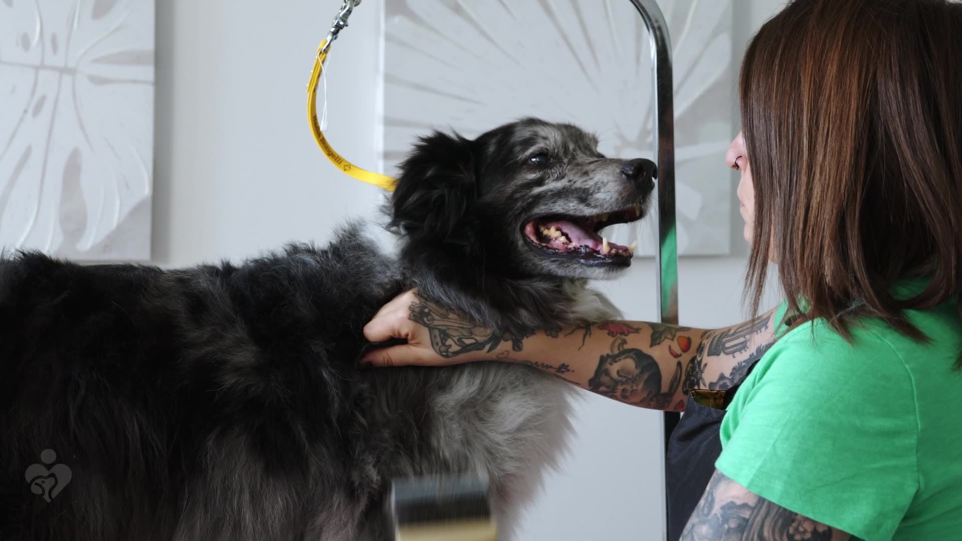 Grooming expert Nadia Bongelli brushing an Australian Shepherd.