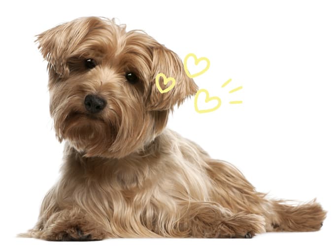 Happy dog
