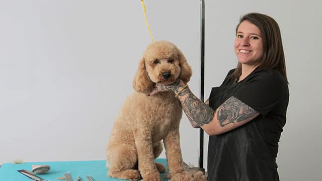 How to Groom a Goldendoodle