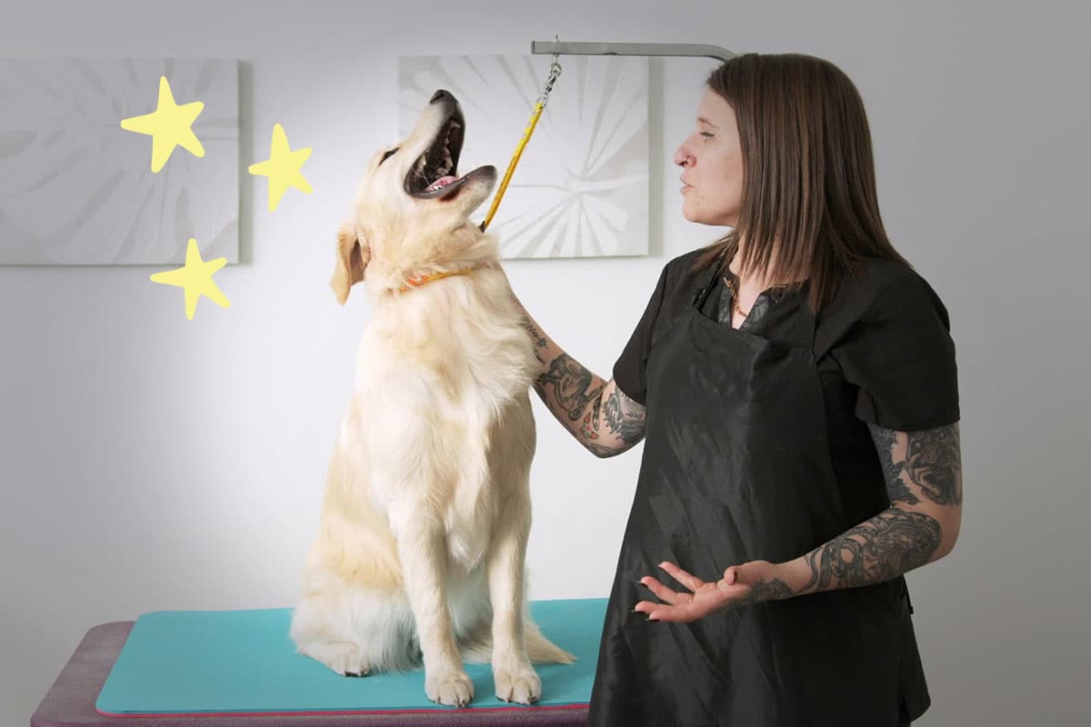 Nadia Bongelli patting a golden retriever.