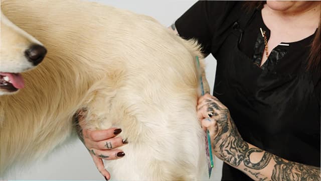 Nadia Bongelli combing a golden retriever.