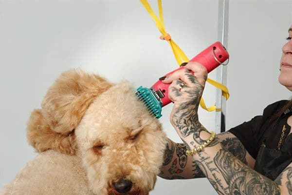 Nadia Bongelli uses clippers on a Goldendoodle.