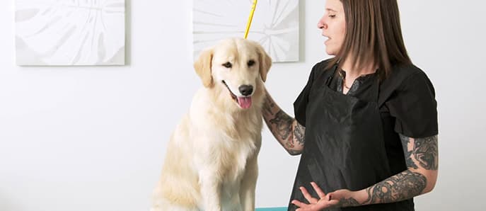 Module 1 - Grooming Basics