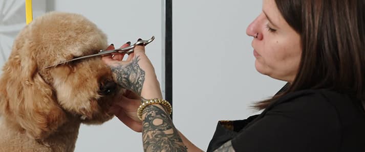 Module 1 - Grooming Basics