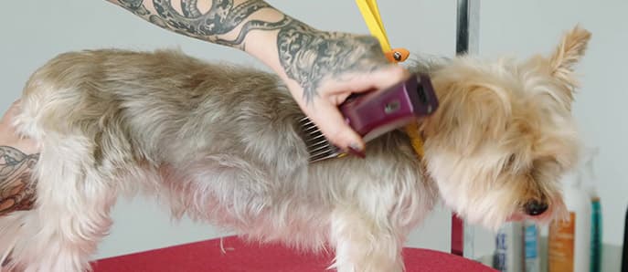 Module 1 - Grooming Basics