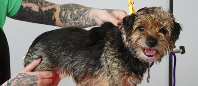 Module 1 - Grooming Basics