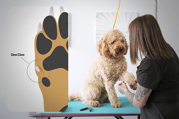Diagram explaining a dog's dew claw
