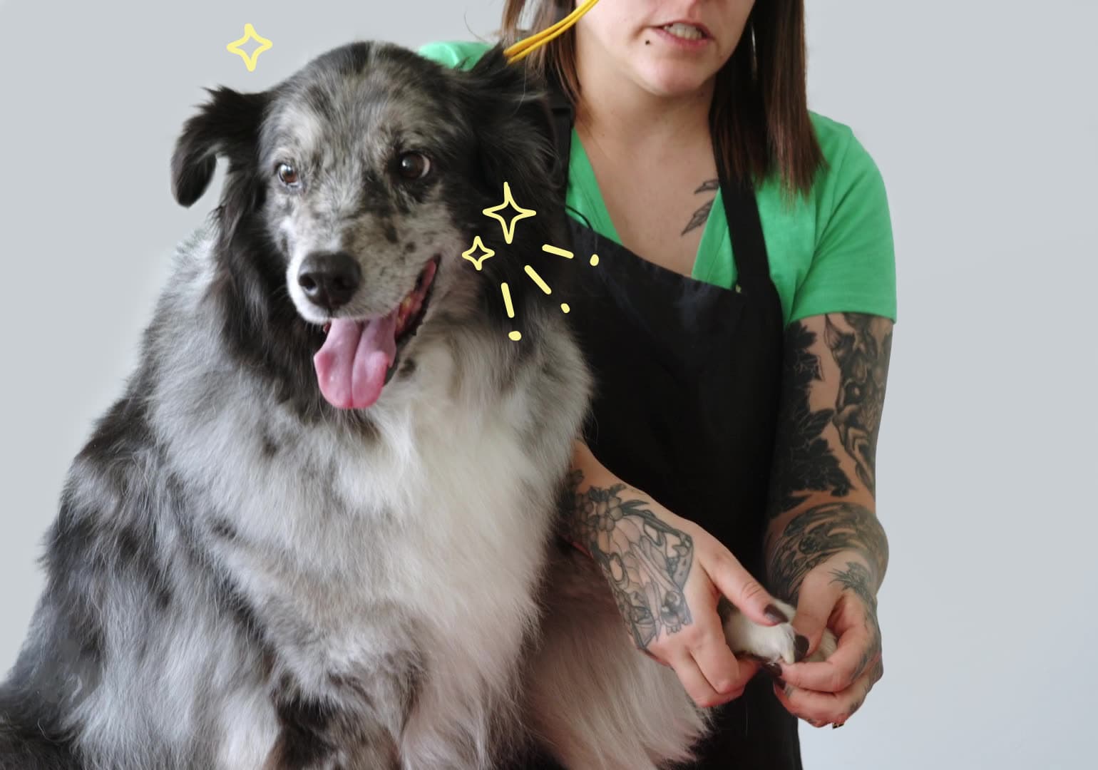 Ollie the Australian Shepherd posing for the Deshedding Mastery course.