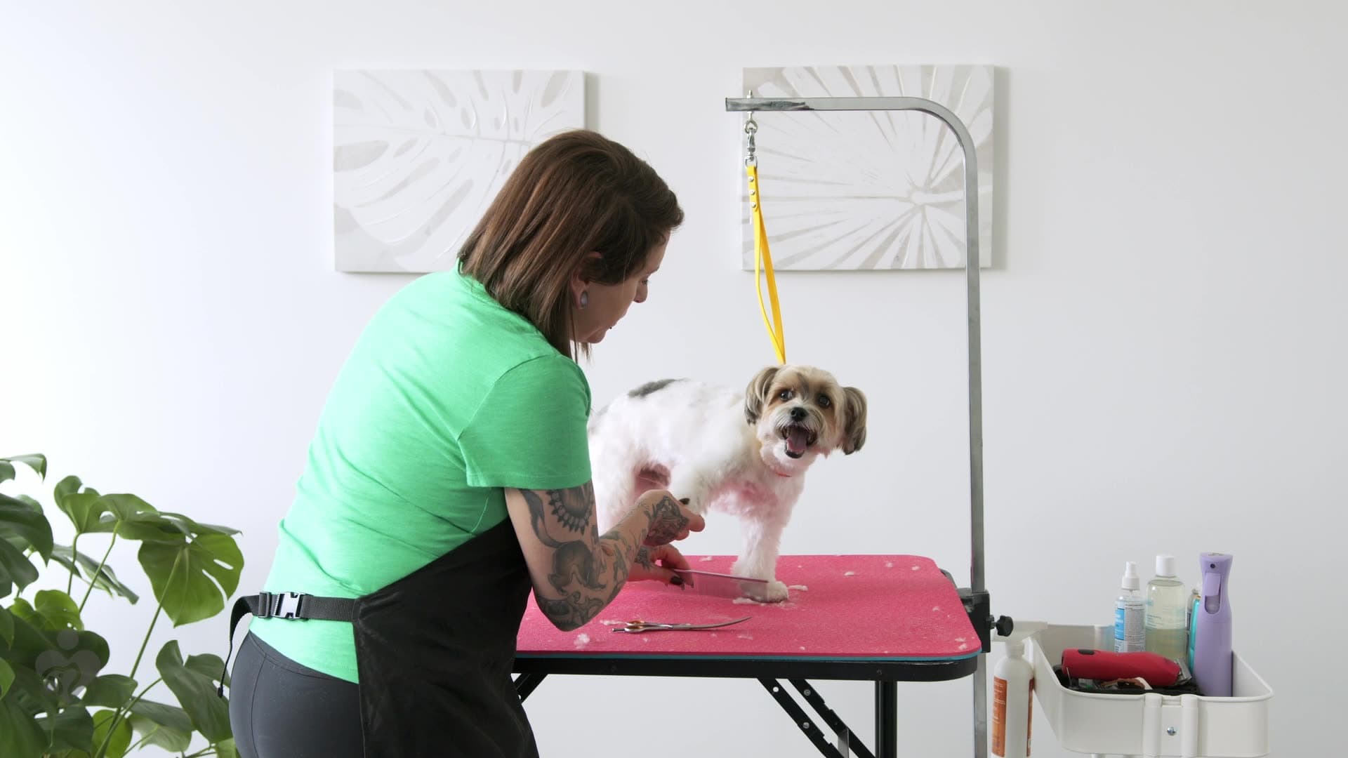 Grooming expert Nadia Bongelli trims a yorkie's feet.