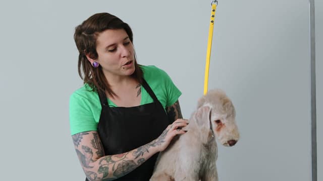 Paws-itive Grooming