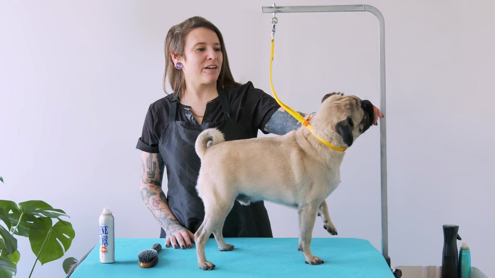 How to Groom a Pug