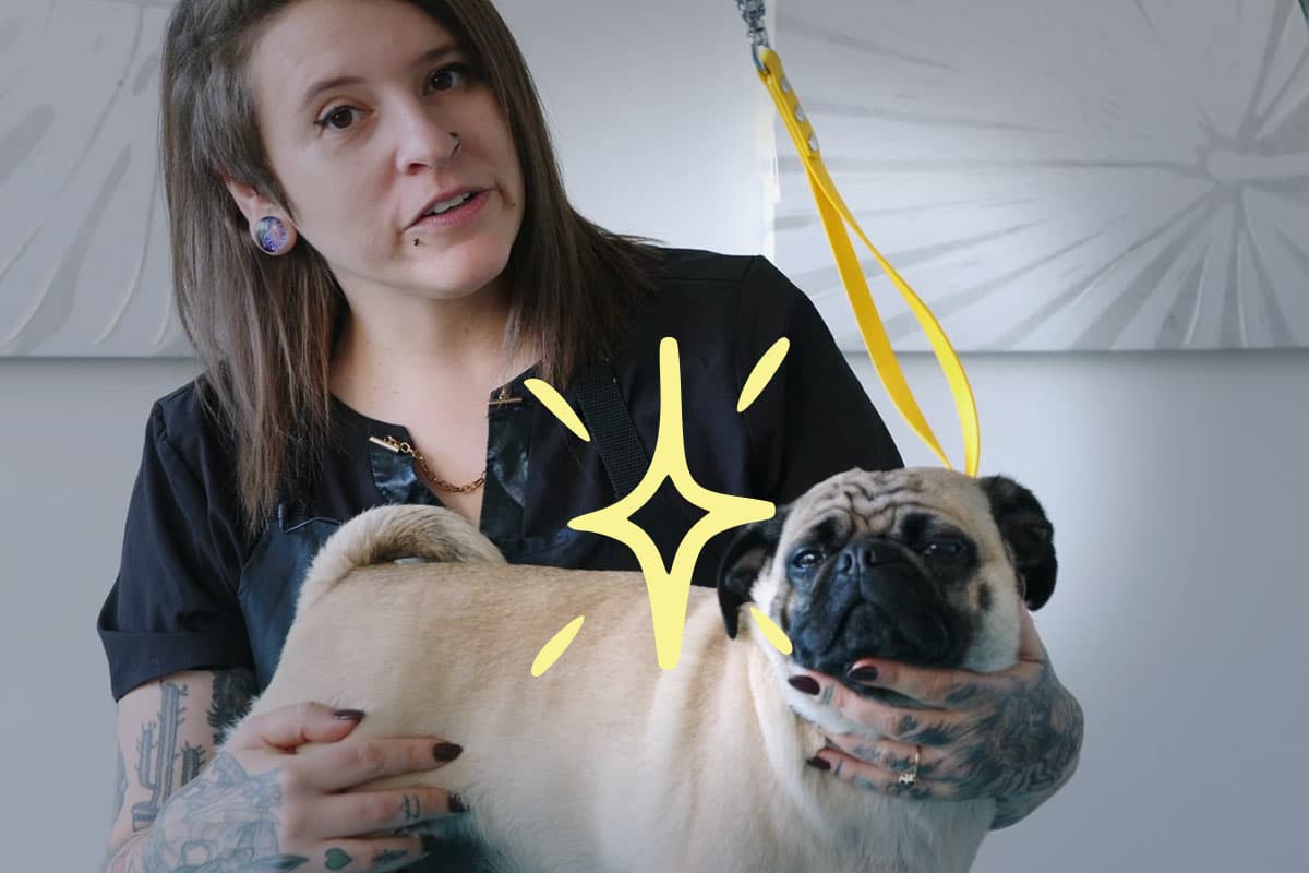 Chumley the pug getting ready to be groomed