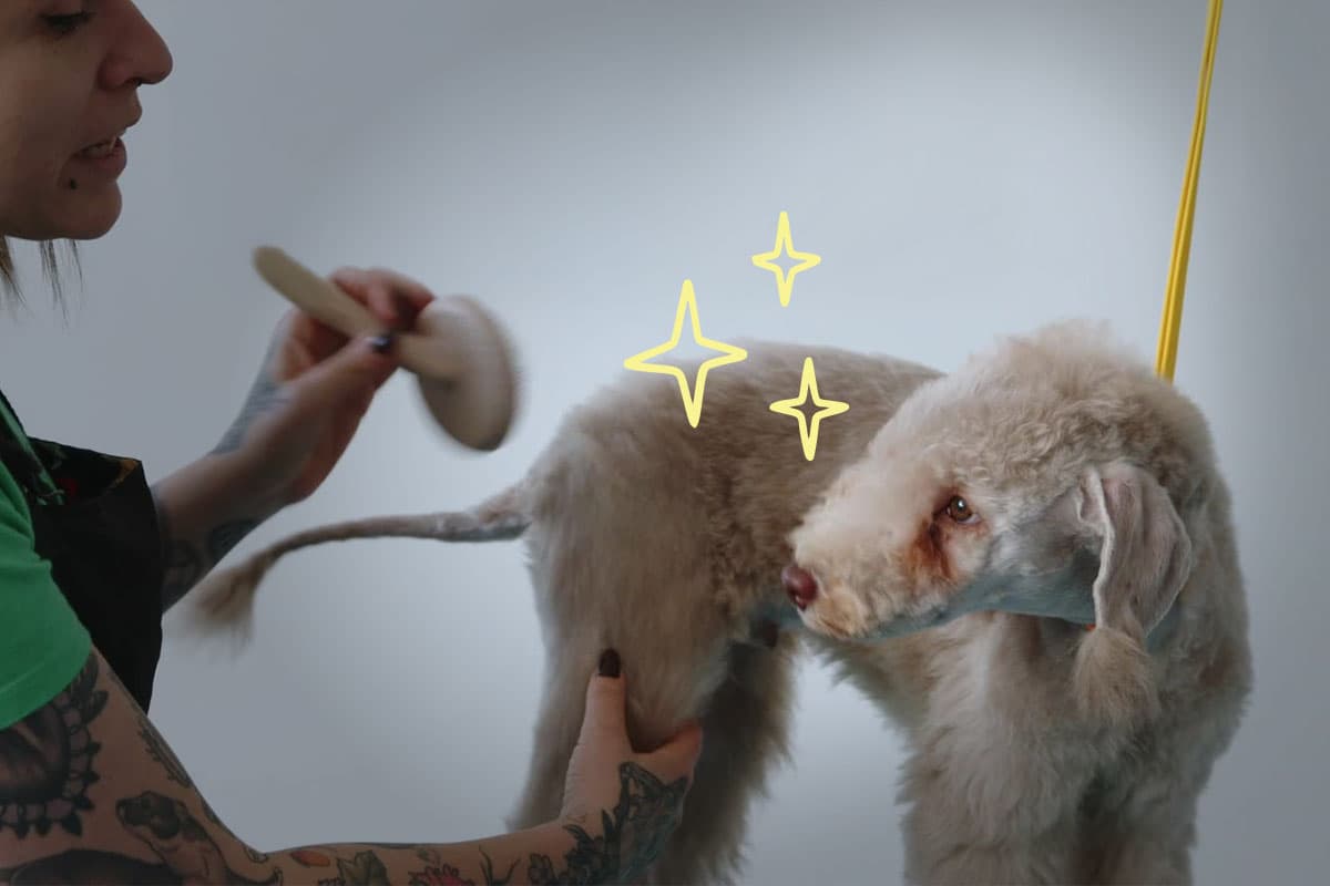 Expert Groomer Nadia Bongelli grooming Archer the Bedlington terrier.