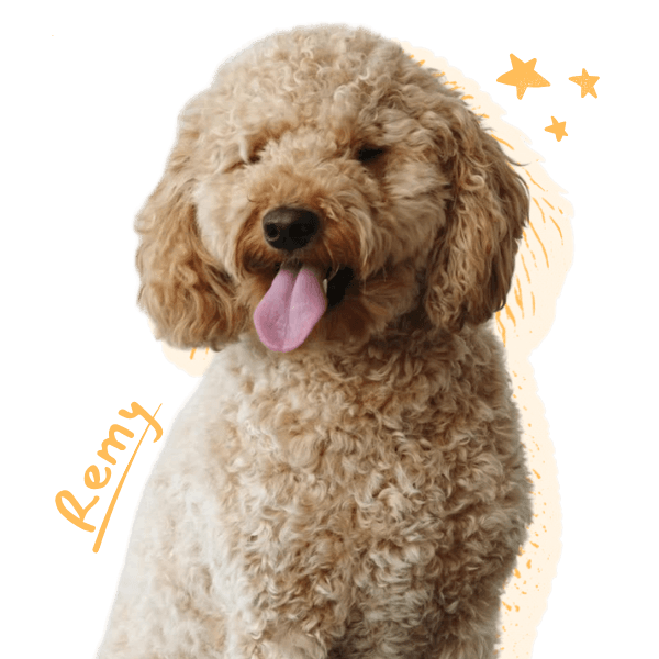 Remy the Goldendoodle smiling after a groom.