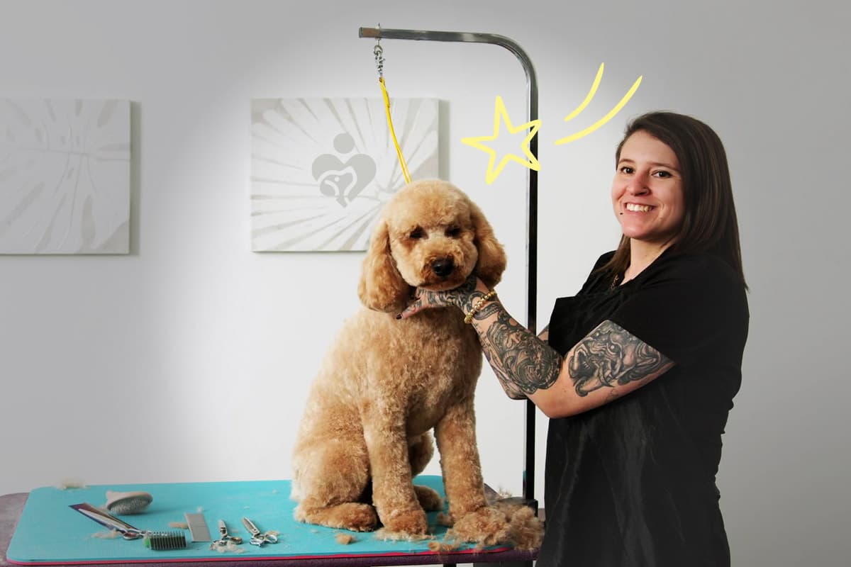 Remy the Goldendoodle smiling after a groom.