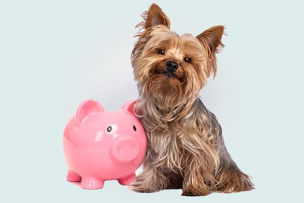 Yorkie with a piggy bank