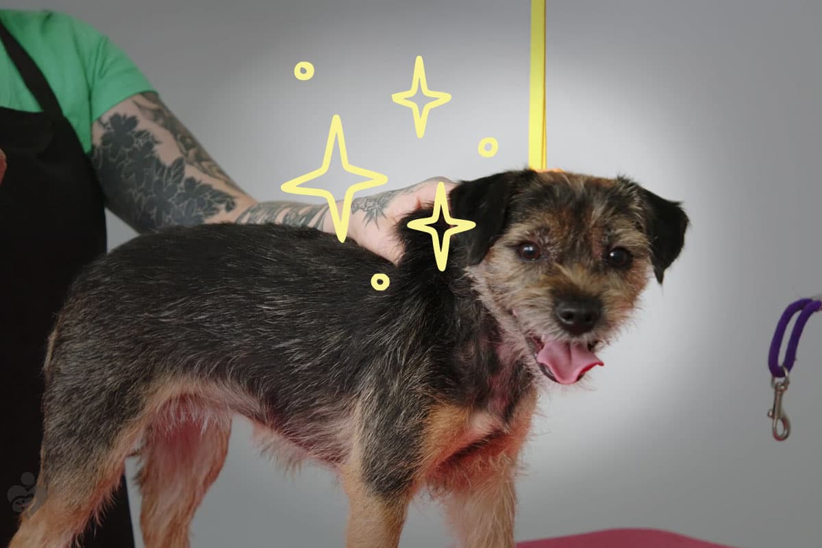 Roxy the border terrier