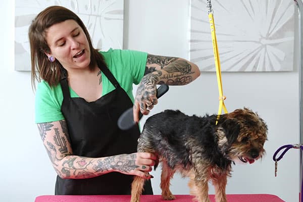 Grooming expert, Nadia Bongelli, demonstrating how to groom a border terrier.