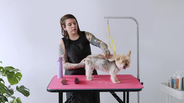 How to Groom a Yorkie