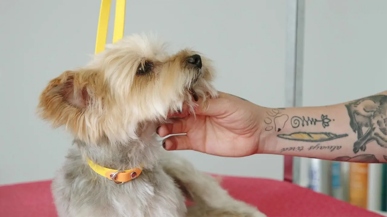 Yorkie about to be groomed.
