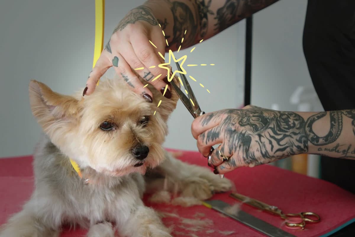 Grooming expert, Nadia Bongelli, trimming a Yorkie's ears.