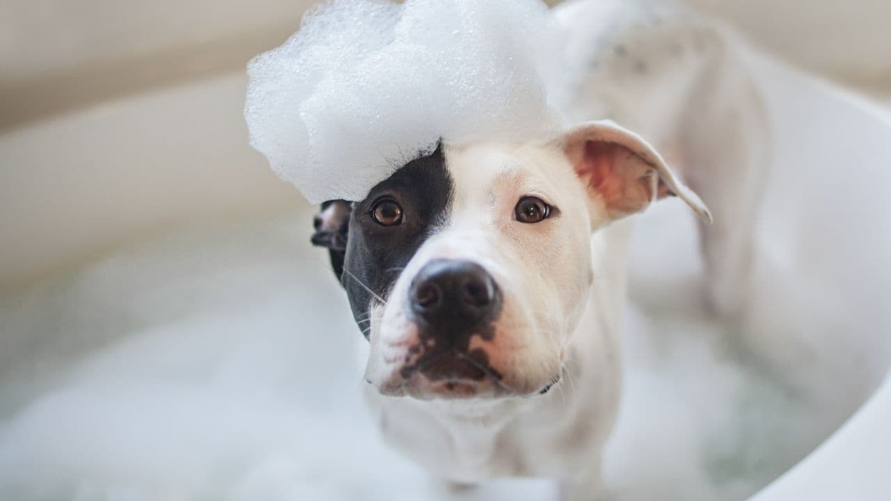 Best Dog Shampoo for Itchy Skin, Allergies, and Odor