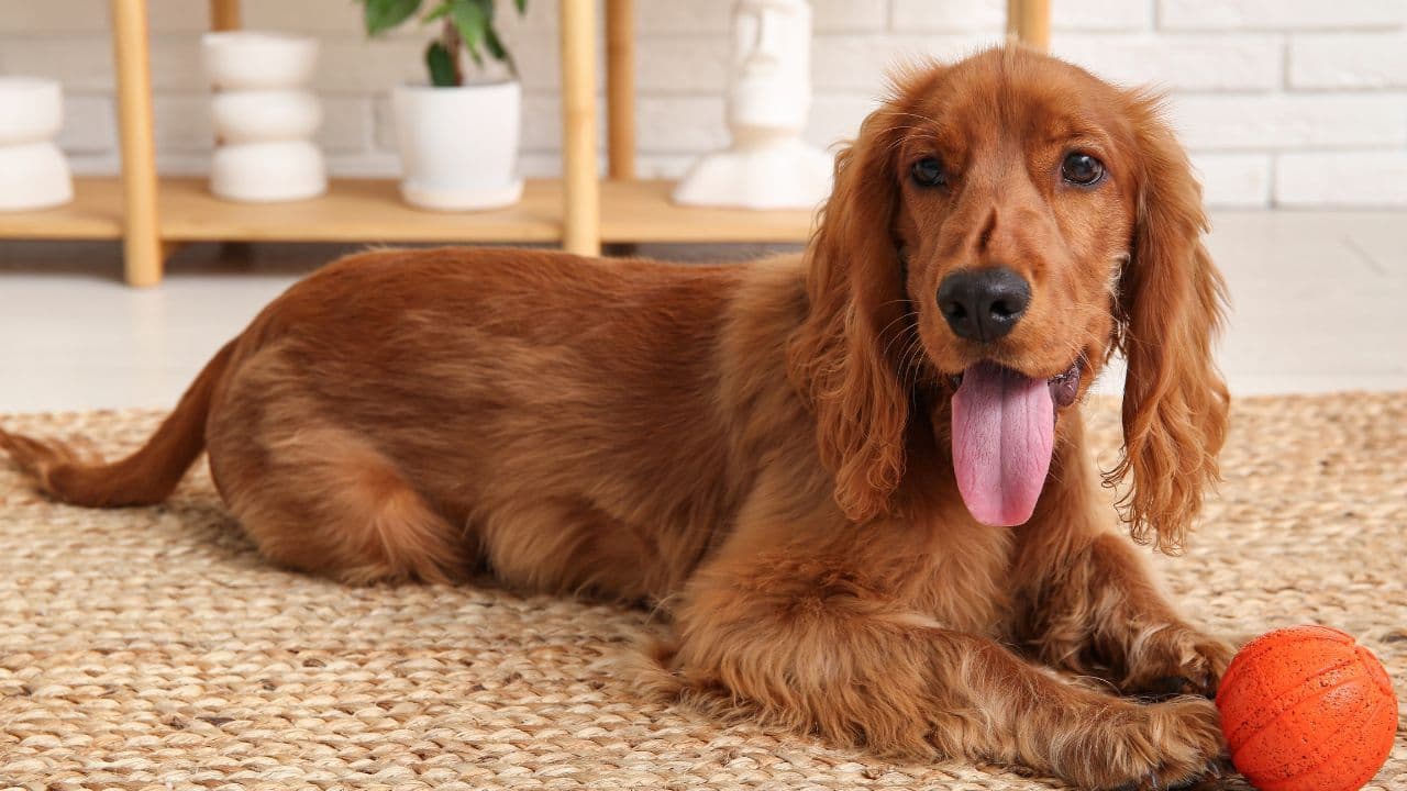11 Most Popular Cocker Spaniel Cuts (With Grooming Tips for Pet Parents)