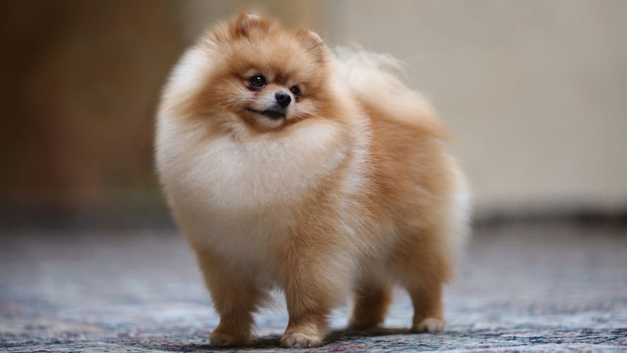 12 Adorable Pomeranian Haircuts + Grooming Tips for Every Pom