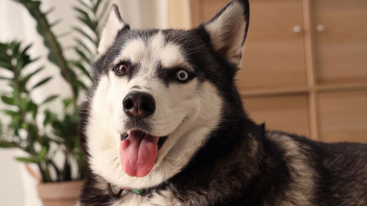 The Ultimate Husky Grooming Guide: How to Care for Your Dog’s Coat at Home