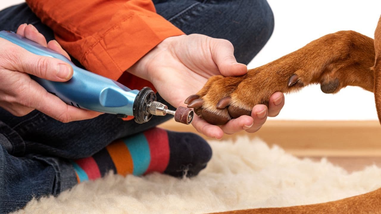 The Best Dog Nail Grinder for Stress-Free Trims