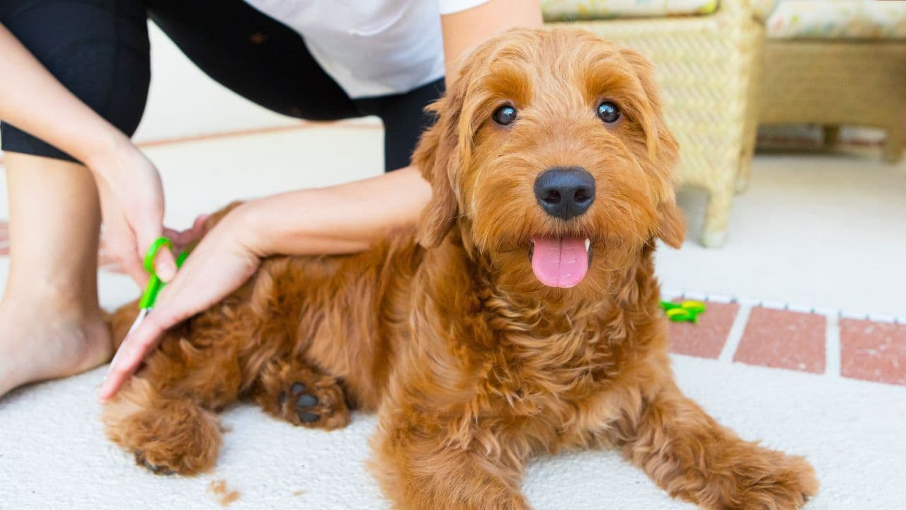 The Ultimate Guide to Grooming Your Goldendoodle at Home (With Step-by-Step Instructions & Pro Tips)