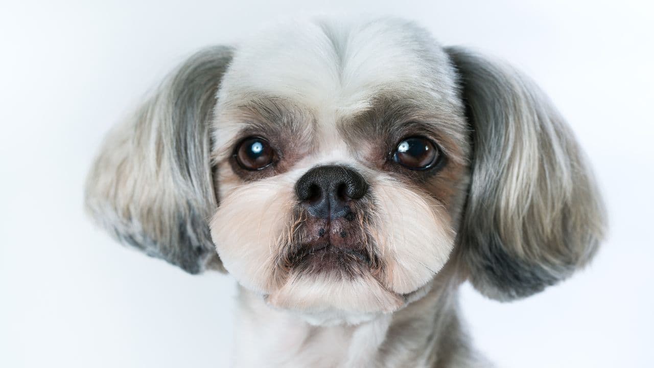 Shih Tzu Haircuts: The Complete Guide to Popular Styles in 2025