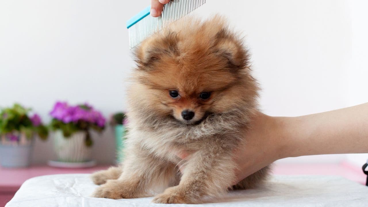 How to Groom a Pomeranian: Step-by-Step Home Guide